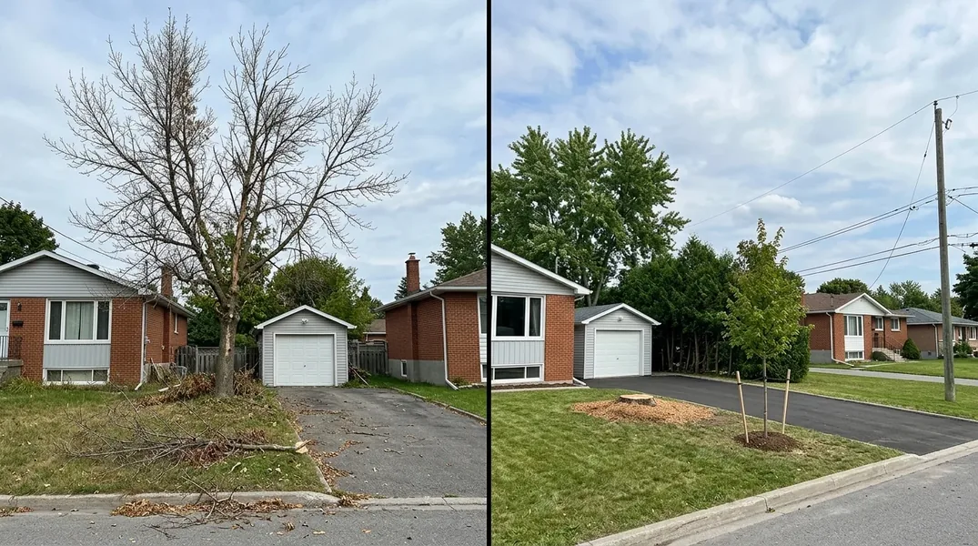 Permis d'abattage d'arbre à Longueuil : ce qu'il faut vérifier avant de couper