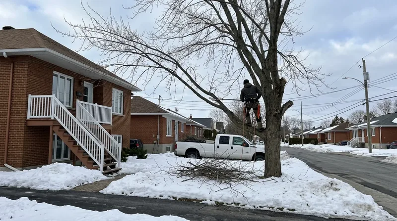 Emondage d'arbre Longueuil