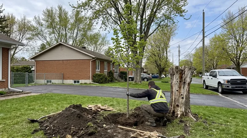 Plantation d'arbre Longueuil